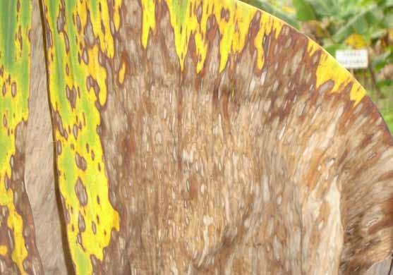 A morte prematura das folhas, devido ao ataque da sigatoka-amarela, afeta o desenvolvimento da planta, provoca lentidão na capacidade de rebrota (produção de filhos), diminui o número de pencas por