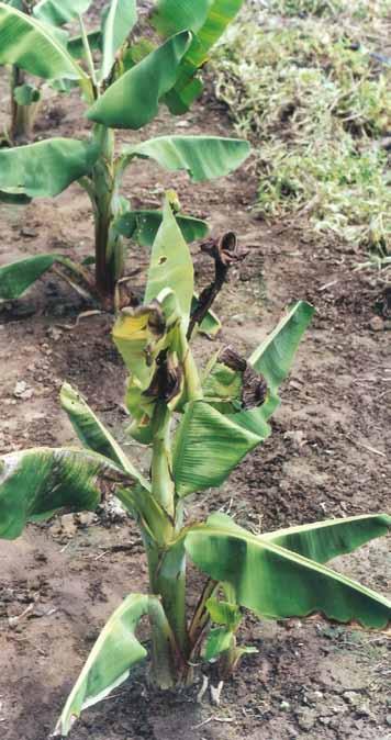 46 Boas práticas agrícolas de campo no cultivo da bananeira Mosaico, clorose infecciosa ou heart rot CMV causada pelo vírus do mosaico do pepino (Cucumber mosaic virus, CMV), que é
