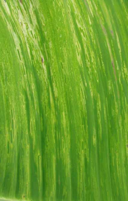(Commelina spp.). Os sintomas do CMV são estrias amareladas nas folhas (Figura 31 A), folhas lanceoladas, necrose da folha vela (Figura 31 B) e redução do porte da planta.