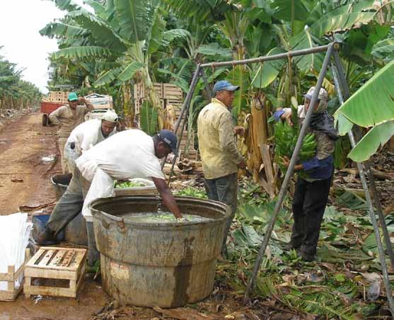 Boas práticas agrícolas de campo no cultivo da bananeira 49 Recomenda-se utilizar cabos