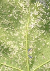 nematoide-das-galhas; Avaliações (condições