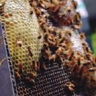 No meio ambiente, são vários os danos... Morte em massa de abelhas Contaminação do solo e do alimento Contaminação de nascentes, cursos d'água.