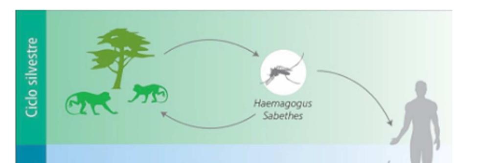 Epidemiologia: Ciclos silvestre e