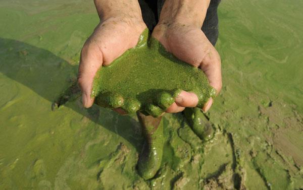 Eutrofização É o fenômeno causado pelo excesso de nutrientes (sais minerais e esgoto) numa massa de água, provocando um aumento excessivo de algas.