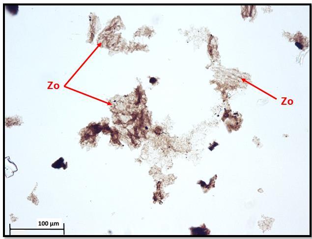 Figura 17 - Fotomicrografias da MO dispersa em LB (A e B). A (am. 1300m): Zooclasto (Zc), MOA de zooclasto (MOA Zc) e dinocisto (Di); B (am. 1300m): Zooclasto (Zo). 5.3. Petrografia Orgânica As amostras em rocha total são caracterizadas por possuírem, em geral, pouca matéria orgânica dispersa.