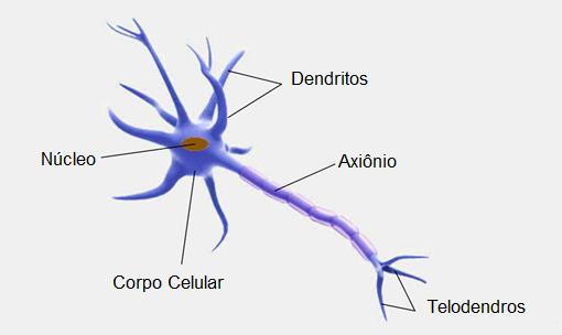 ele se comporta na transmissão de impulsos de um neurônio para outro.