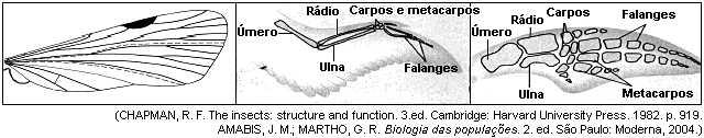 A partir da análise das informações, associada aos conhecimentos sobre evolução, identifique, entre os grupos atuais ilustrados, aquele que divergiu mais recentemente.