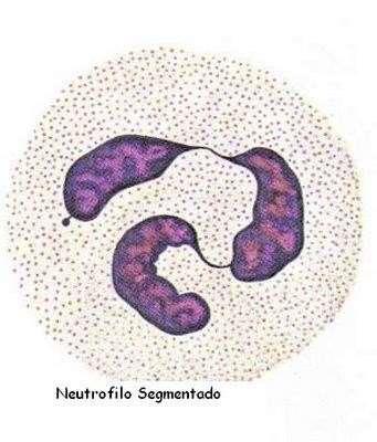 Neutrófilos (60-70%) 12-15 µm diâmetro; Apresentam forma esférica ; Núcleo lobado (apenas um núcleo, mas ramificado); Nas