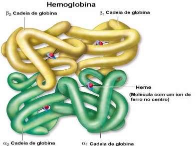 Função das hemácias: oxigênio para os tecidos; transportar Saturada de oxigênio (sangue