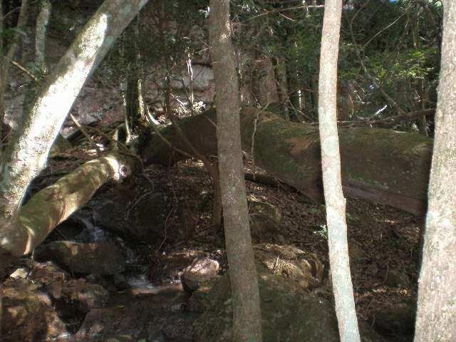 A degradação ambiental é decorrente do pisoteio por gado, desmatamento, processos erosivos, deposição de lixo e ocorrência de ruídos.