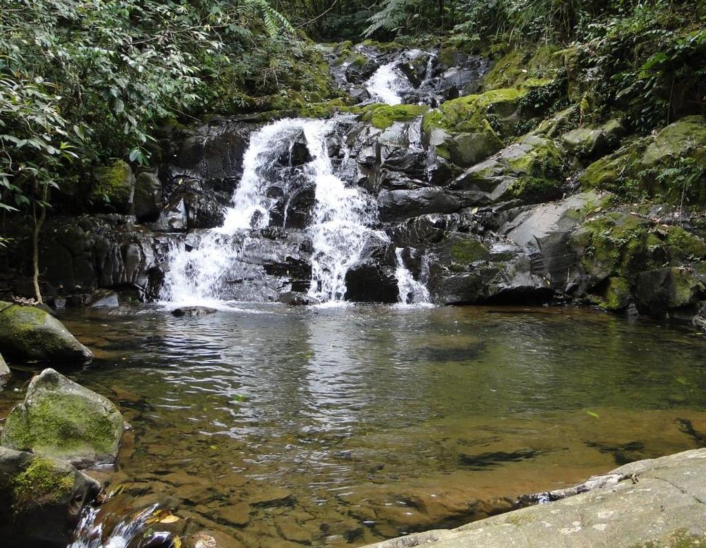 Instituto de Biologia Marinha e Mata Atlântica - IBIMM Acompanhado