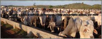oferecer alimentos para os bovinos Onde o confinamento é a base da produção de carne, a