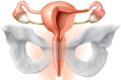 Trompas de Falópio Canais que ligam os ovários ao útero e por onde passam os óvulos. Locais onde ocorre a fecundação.