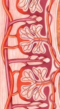 Útero Órgão revestido por um tecido com muitos vasos sanguíneos endométrio, onde se desenvolve o embrião.