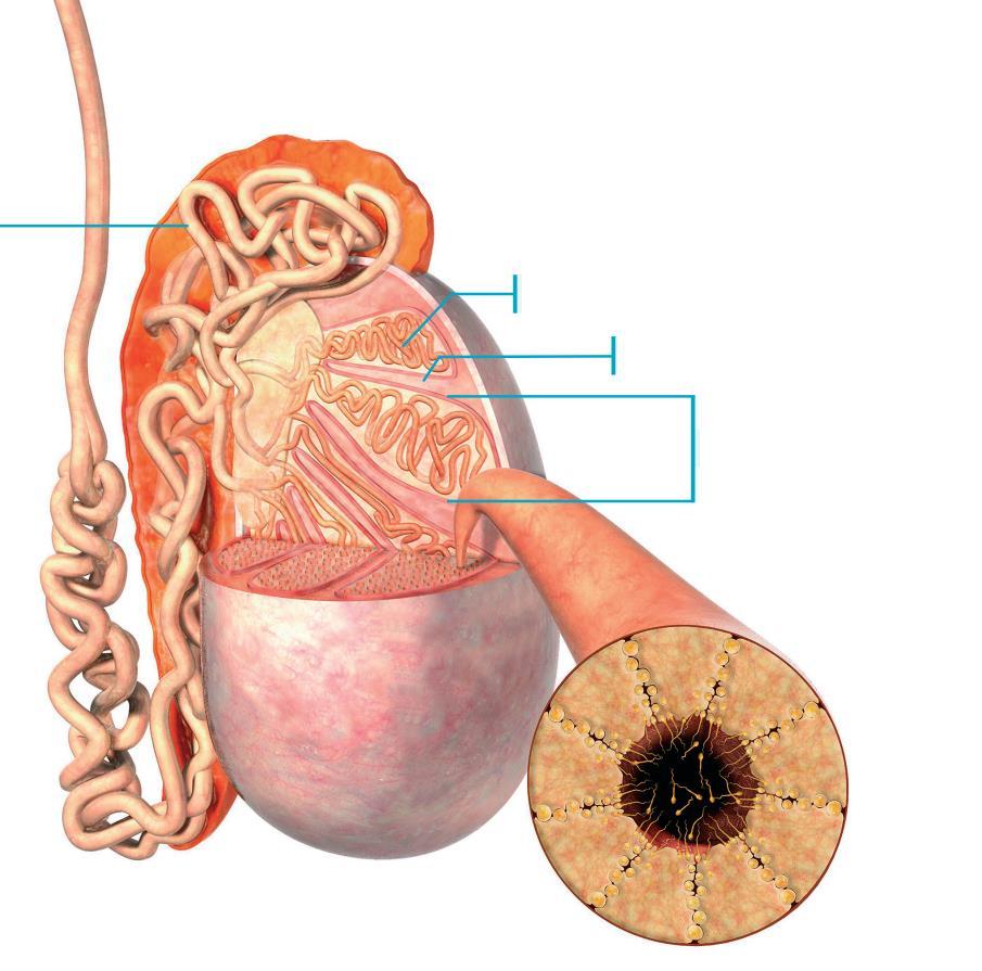 Epidídimo Espermatogénese Processo de formação desenvolvimento e