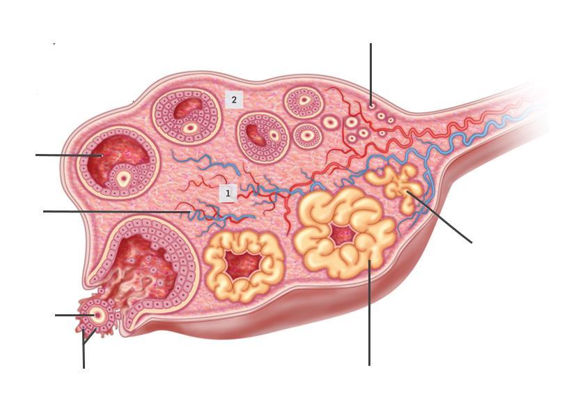 Oogénese Processo de formação dos ovócitos a partir de células germinativas. Inicia-se na puberdade e prolonga-se até à menopausa.