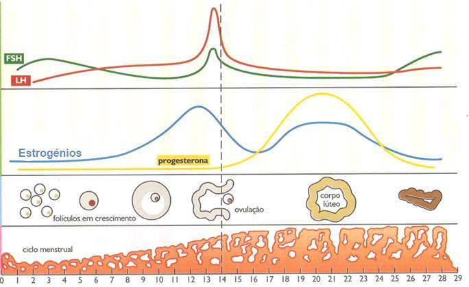 Regulação hormonal do