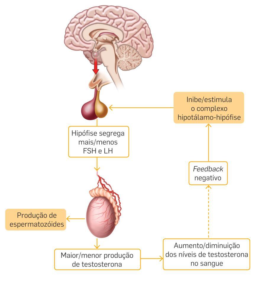 Regulação hormonal do ciclo sexual masculino COMPLEXO HIPOTÁLAMO-HIPÓFISE HORMONAS HIPOFISÁRIAS (LH E FSH) TESTÍCULOS HORMONA SEXUAL