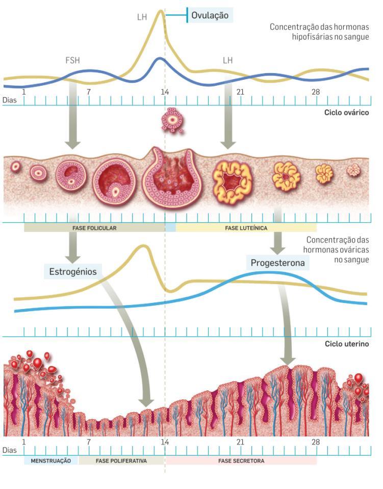 Regulação hormonal do ciclo sexual feminino COMPLEXO HIPOTÁLAMO-HIPÓFISE HORMONAS HIPOFISÁRIAS (LH E FSH) OVÁRIOS HORMONAS