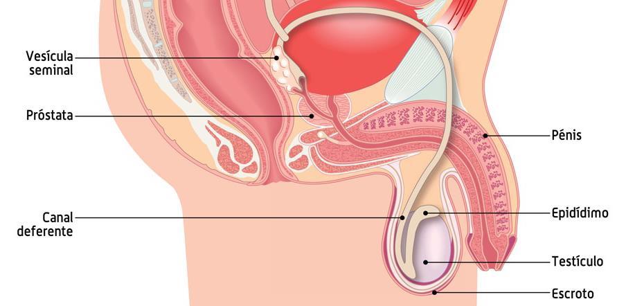 Os órgãos reprodutores masculinos Gónadas Testículos onde são produzidos Flagelo
