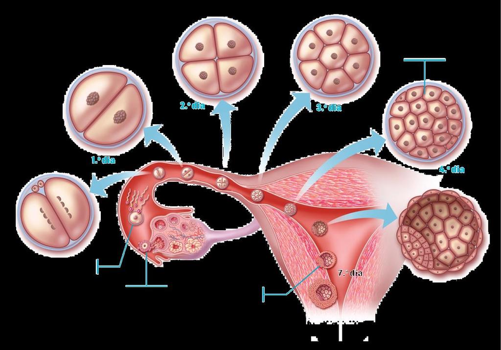 Fecundação e Nidação Mórula FECUNDAÇÃO
