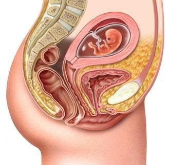 Desenvolvimento Embrionário Mãe No 1º trimestre: A menstruação não aparece na altura prevista. Aumenta o volume e a sensibilidade das mamas.