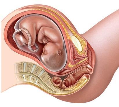 Parto e Aleitamento O parto ocorre geralmente em três fases: Dilatação Dilatação do colo do útero, permitindo a passagem do bebé. O útero começa a contrair-se.