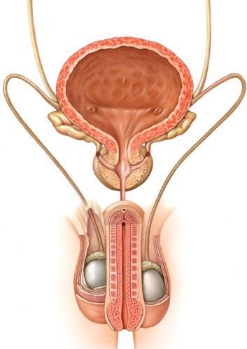 Os órgãos reprodutores masculinos Canais deferentes Ligam os epidídimos à uretra.
