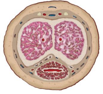 Pénis Uretra Corpo Esponjoso Os órgãos reprodutores masculinos Corpus Cavernosus Os vasos deferentes são vias genitais que transportam os espermatozóides do escroto até à uretra.