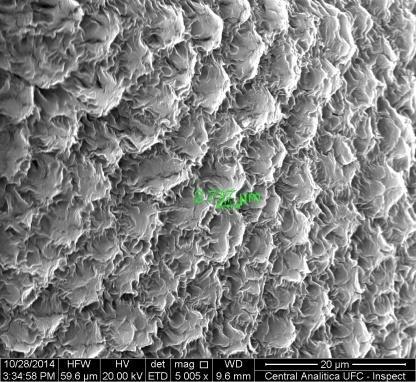 Figura 21 - Microscopia eletrônica de varredura das amostras