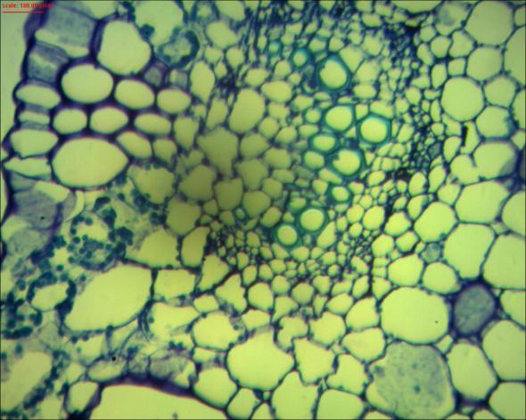 plantas germinadas in vivo (~90 dias); B) Em detalhe a nervura