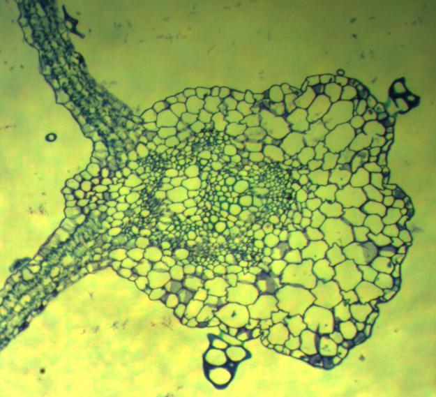 Aspecto geral da nervura central de plantas germinadas in vitro