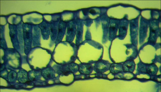 A) Lâminas foliares de tecidos provenientes dos ensaios de multiplicação in vitro, após 40
