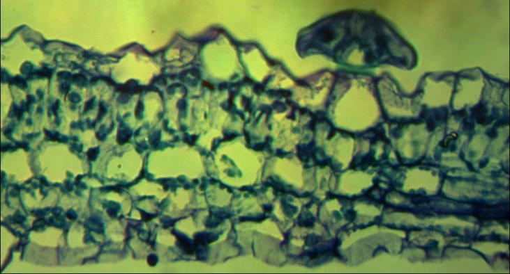 vitro, após 40 dias de cultivo; C) Lâmina foliar de tecidos cultivados em meio nutritivo WPM,
