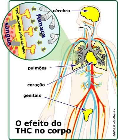 De acordo com a Associação Americana de Medicina, não há dúvida alguma de que a maconha seja um tóxico perigoso. O órgão visado pela maconha é o cérebro.