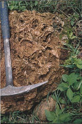 Fig. 1: Aspecto da tufa calcária encontrada na Serra do Cândido Muitas vezes associados às tufas ocorrem os travertinos, precipitados a partir de águas termais ou hidrotermais.