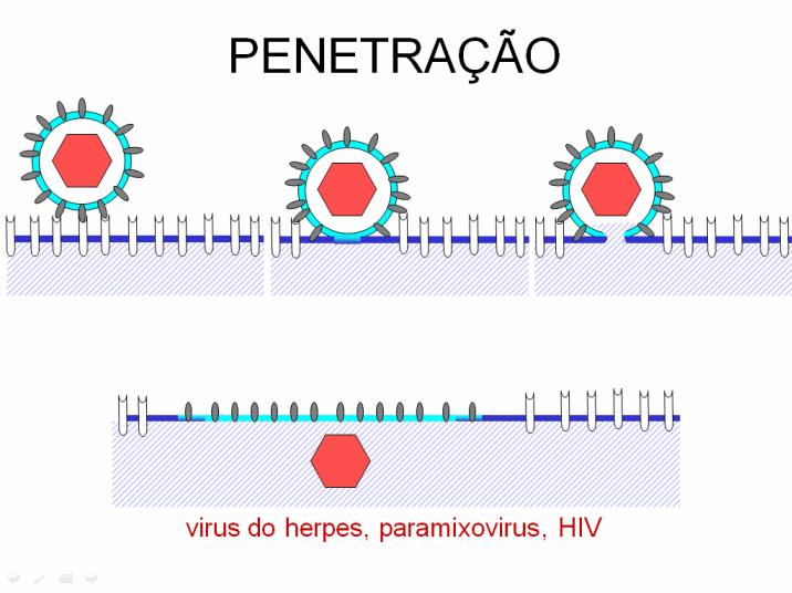 Penetração O vírus entra na célula e várias maneiras de acordo com a sua natureza.
