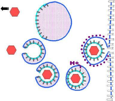 Alguns vírus envelopados se fusionam diretamente com a membrana plasmática.