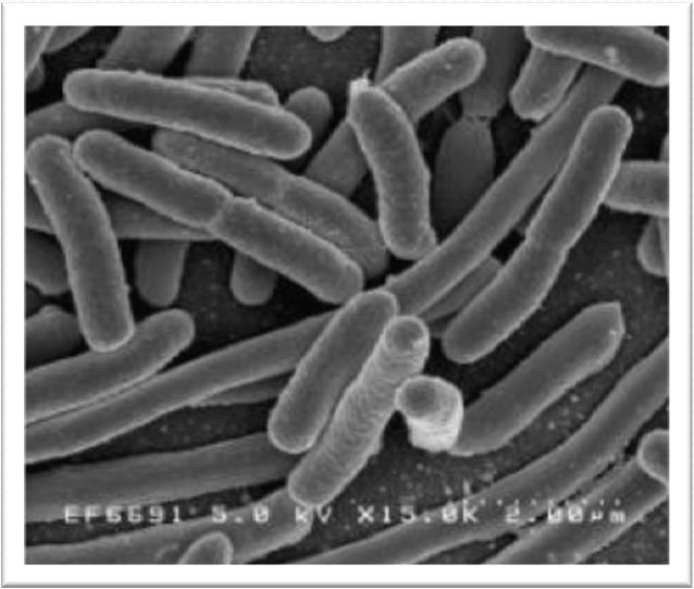 GENOMA DE Escherichia coli K12 Tamanho: 4.639.