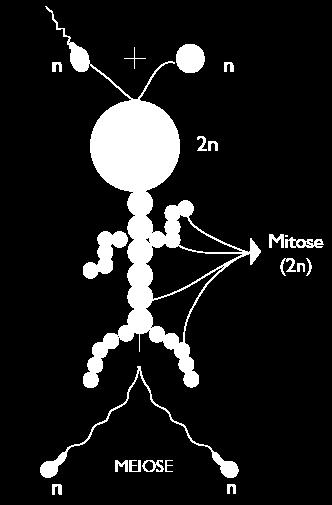 simples. Cada par de cromossomos nas células somáticas é constituído por um cromossomo de origem paterna e um de origem materna.
