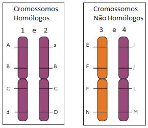 FENÓTIPO = GENÓTIPO + MEIO AMBIENTE Dependendo da característica em questão, o fenótipo pode ser visível ou não.