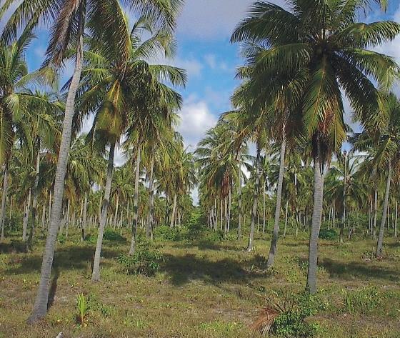 ISSN 1678-1953 Março, 2004 65 Evolução da cocoicultura no