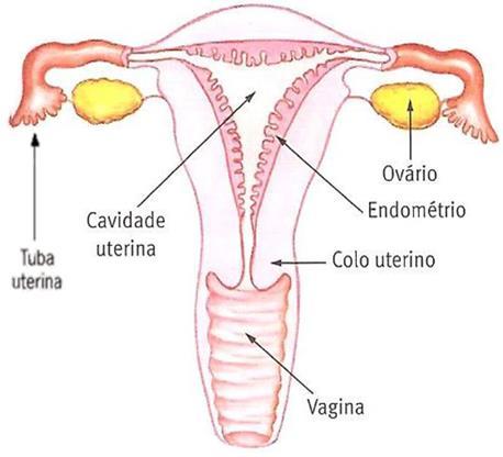 Além da produção de progesterona e estrogênio, os ovários também realizam a produção de ovócitos (não fecundados).