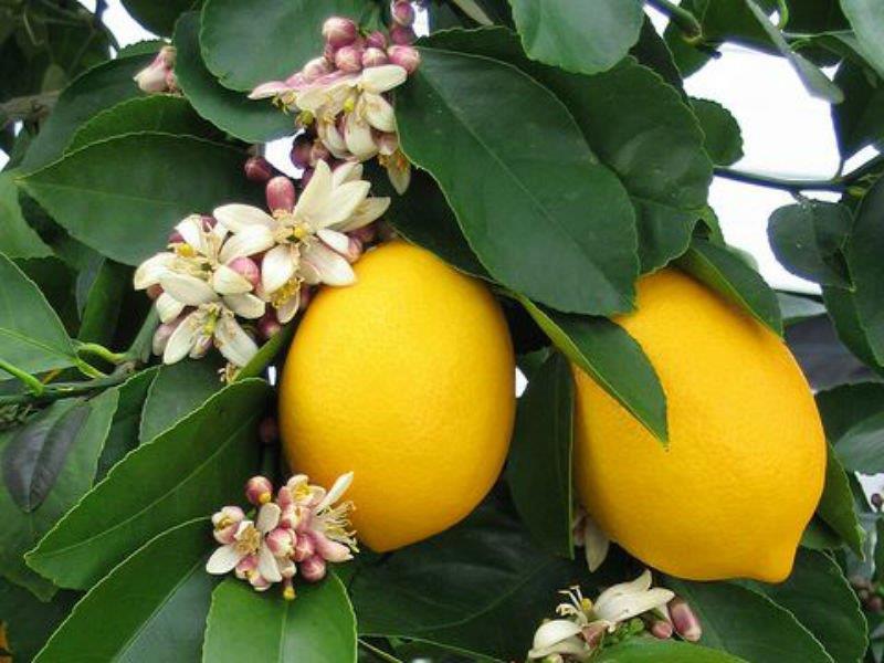 ANGIOSPERMA Especificações técnicas: Nome científico: Citrus limonum Família: Rutaceae Nome comum: