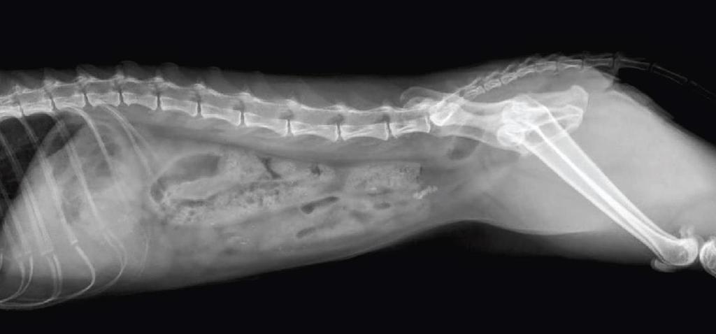30 Figura 11 Radiografia lateral de felino, onde se pode observar presença de urólitos na vesícula urinária Fonte: Daniel, 2015 3.6 