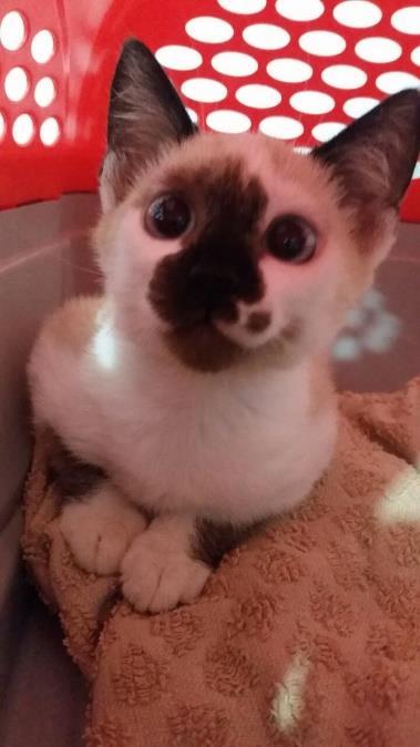 45 4.4 RELATO DE CASO Gato, filhote, de aproximadamente 4 meses, macho, sem raça definida, 1,3kg, foi atendido na Clínica Veterinária Pró-Animal no dia 30 de março de 2017 (Figura 20).