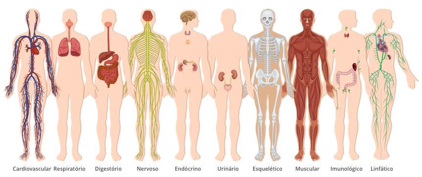 APP: Human Body (Male) Sistemas Humanos Prof. Leonardo F.