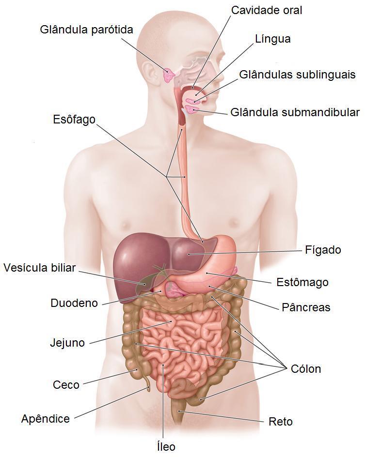 Epiglote (lábios, úvula, palato duro e mole) Língua