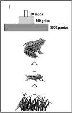 e) é necessária maior quantidade de biomassa no primeiro nível trófico da cadeia alimentar para sustentar os outros níveis.