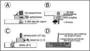Adaptado de: Linhares, S.; Gewandsznajder, F. Biologia hoje. 15a ed. Volume 3. Editora Ática. São Paulo, 2010. 01. As pirâmides (A) e (B) são pirâmides de números.